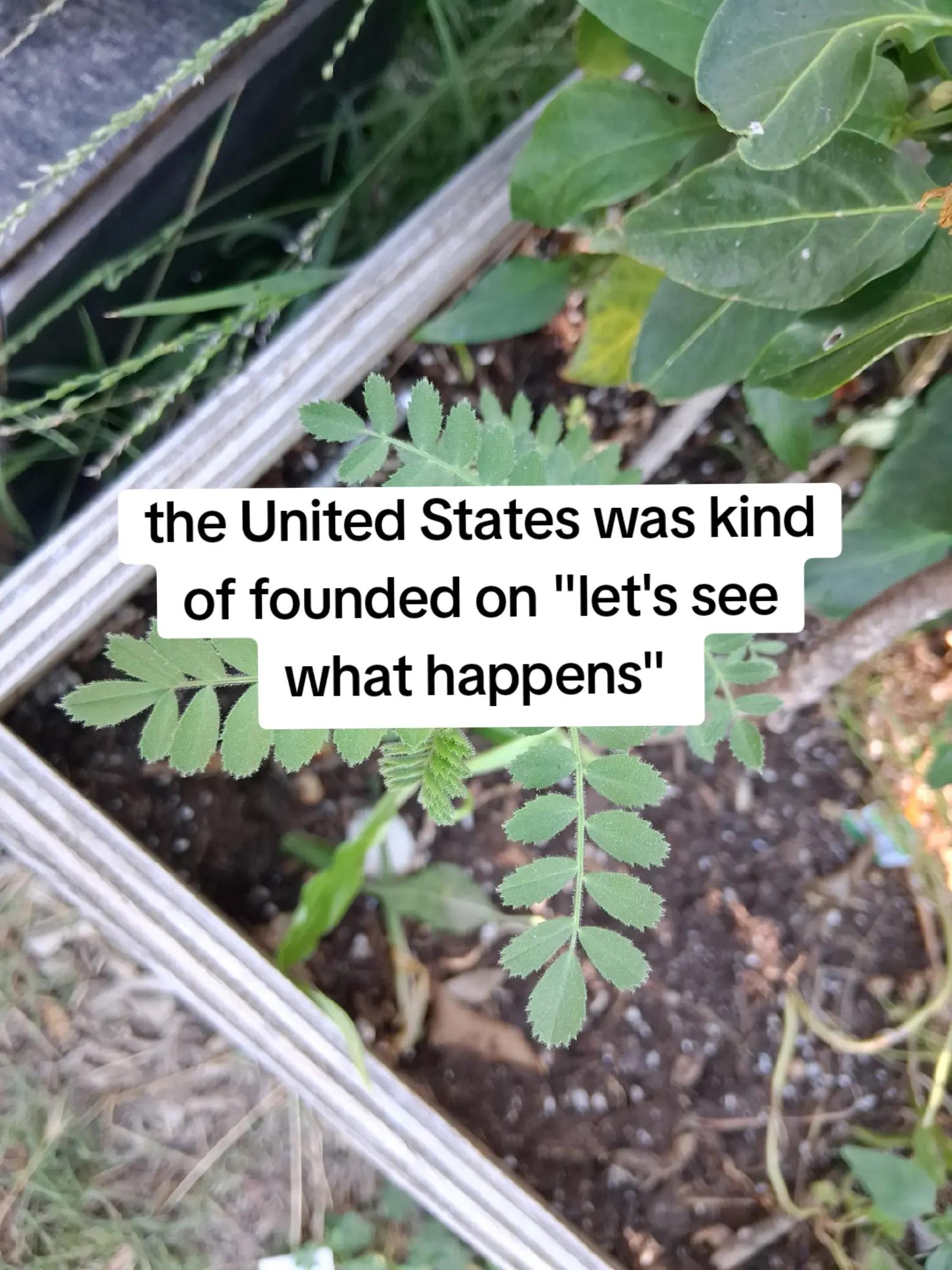 @AuntieFester