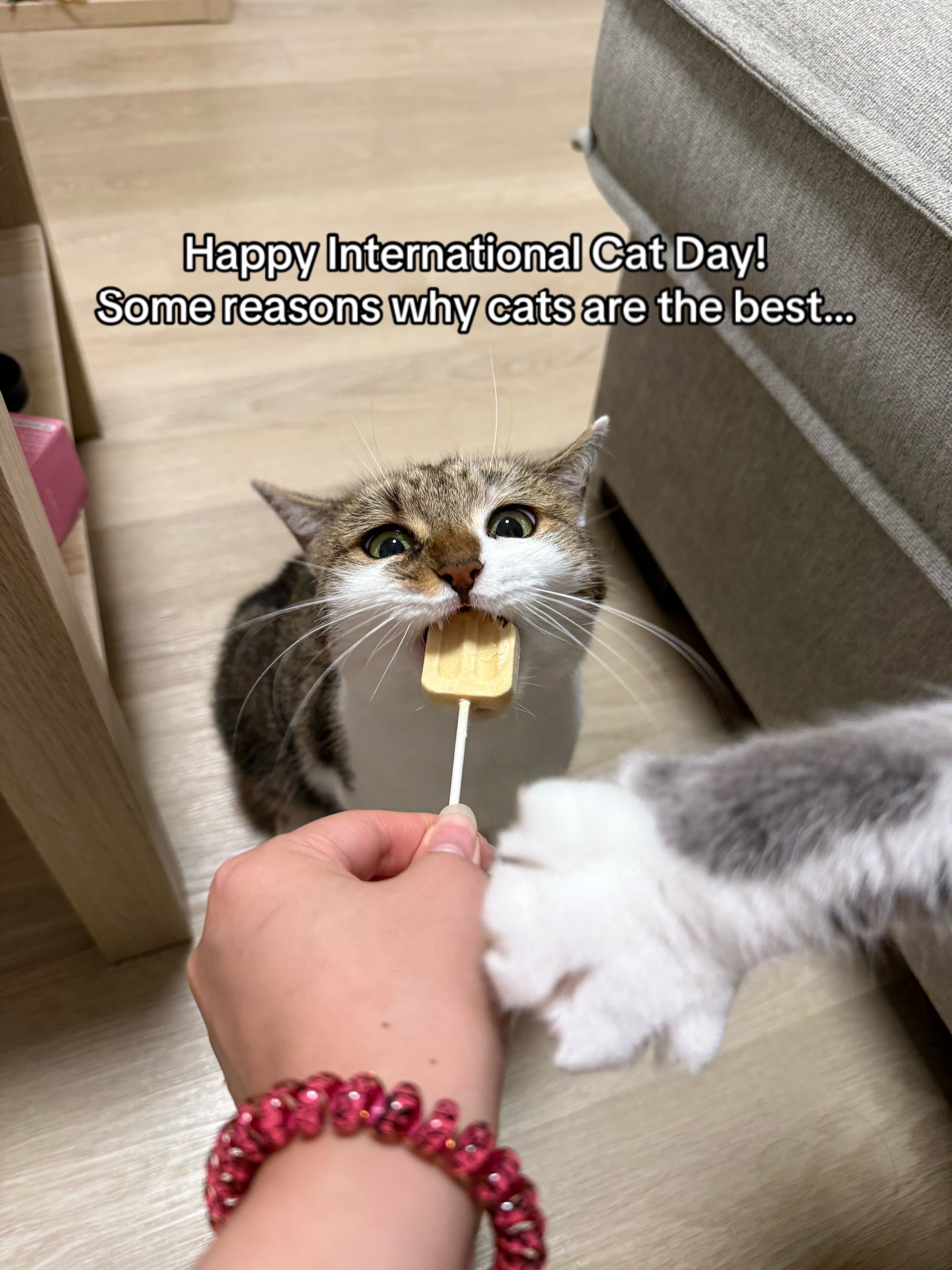 @Suki Purrs