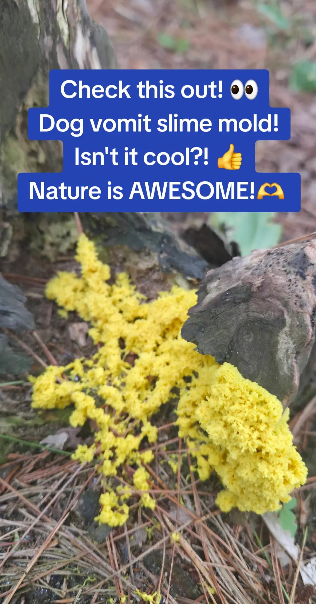 @Fungus_Freak 🍄