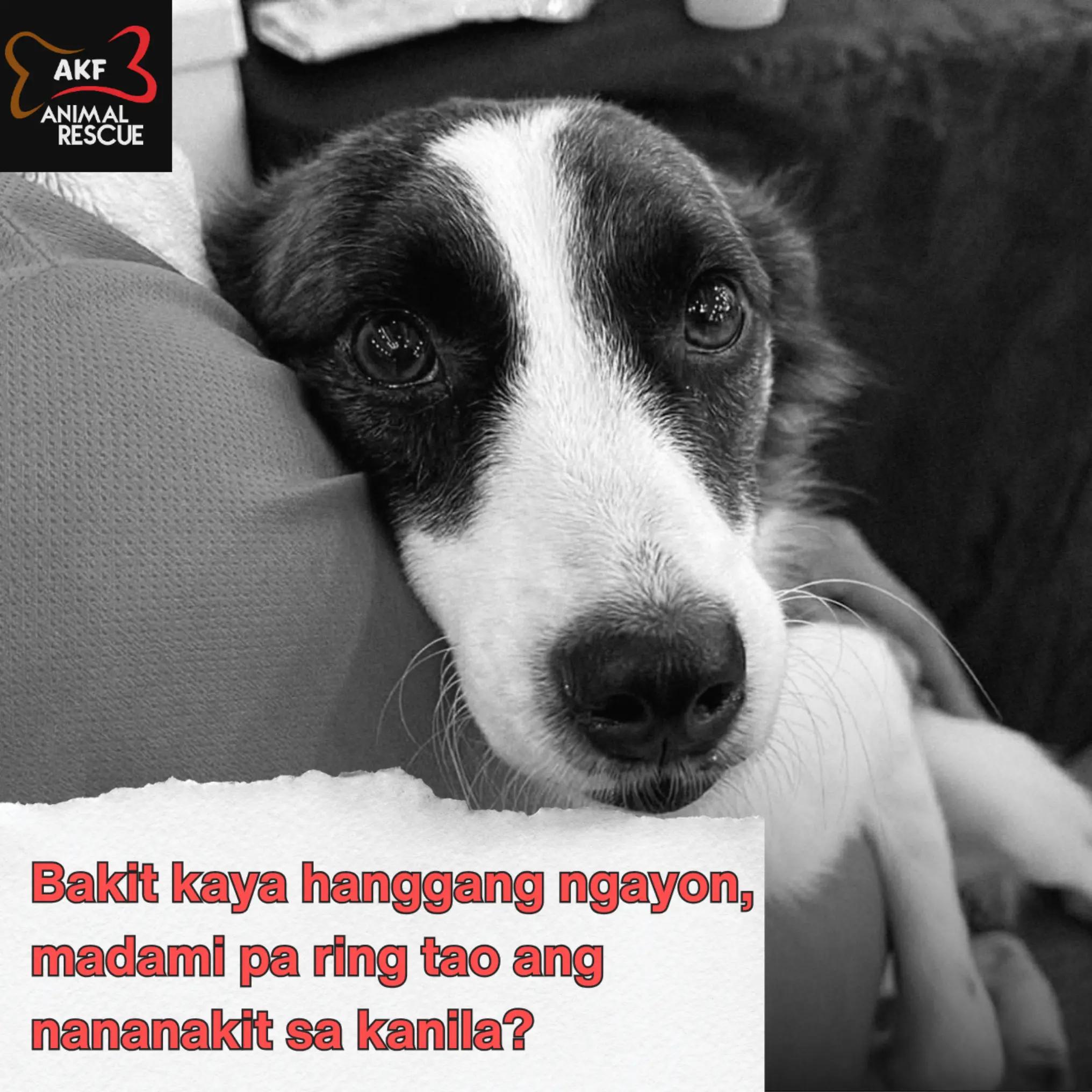 @AnimalKingdomFoundation