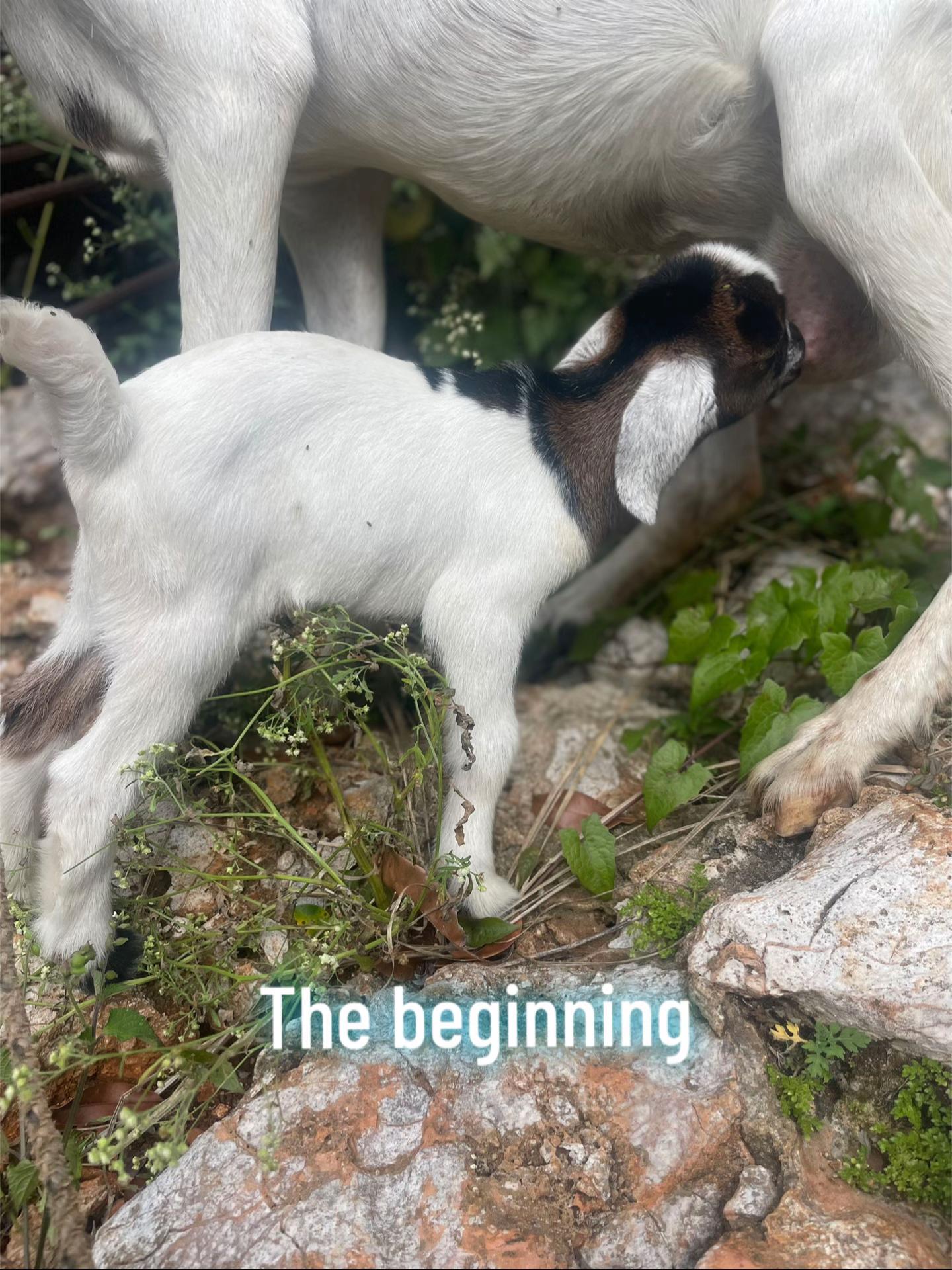 @Goat Ranch