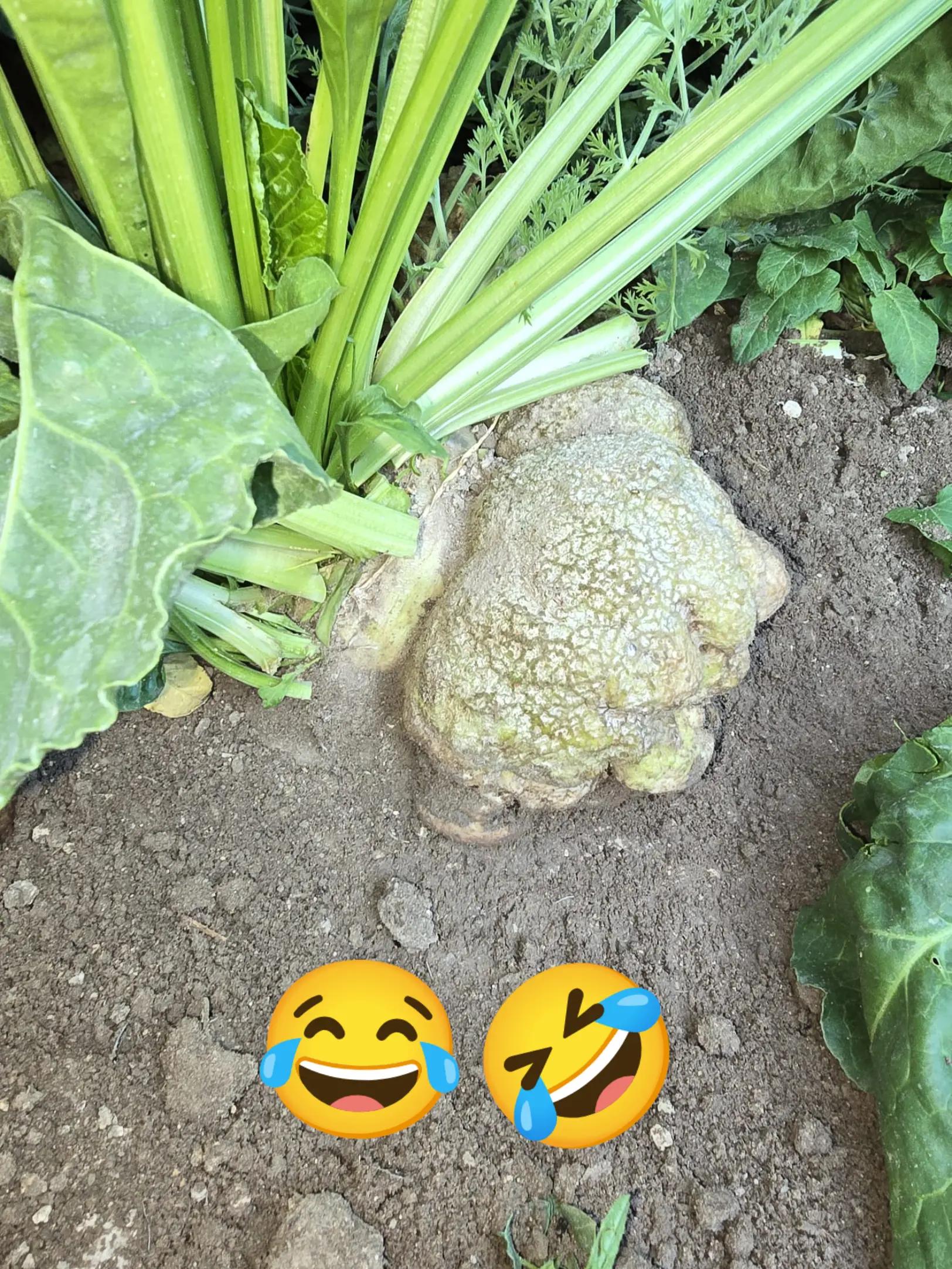 @yılmaz Çetinkaya