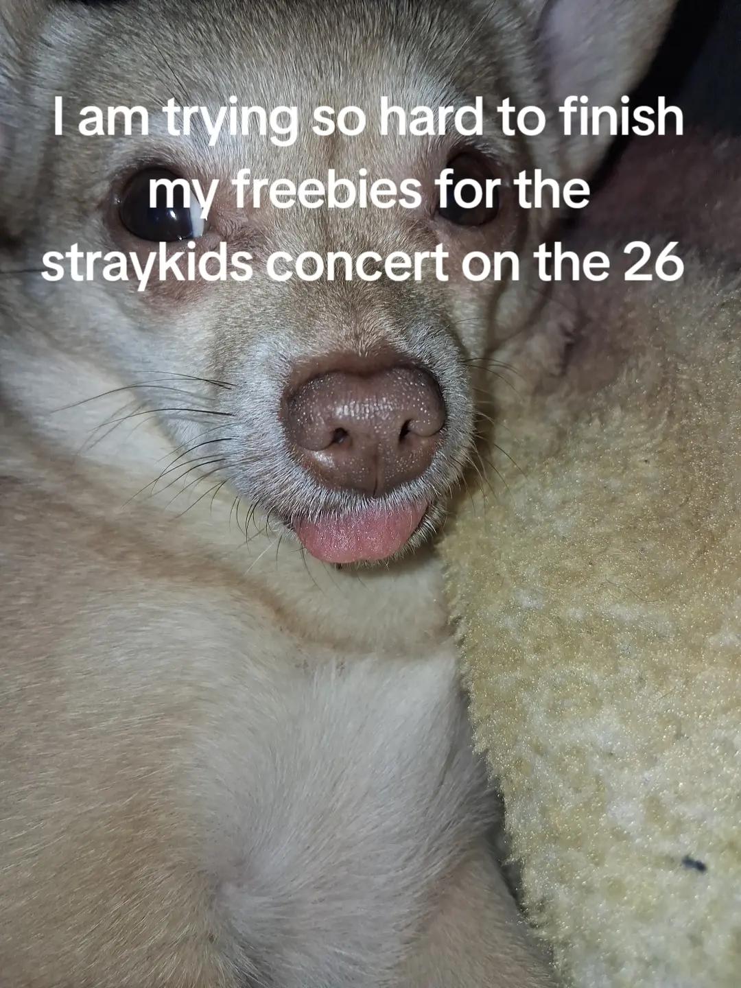 @han quokka