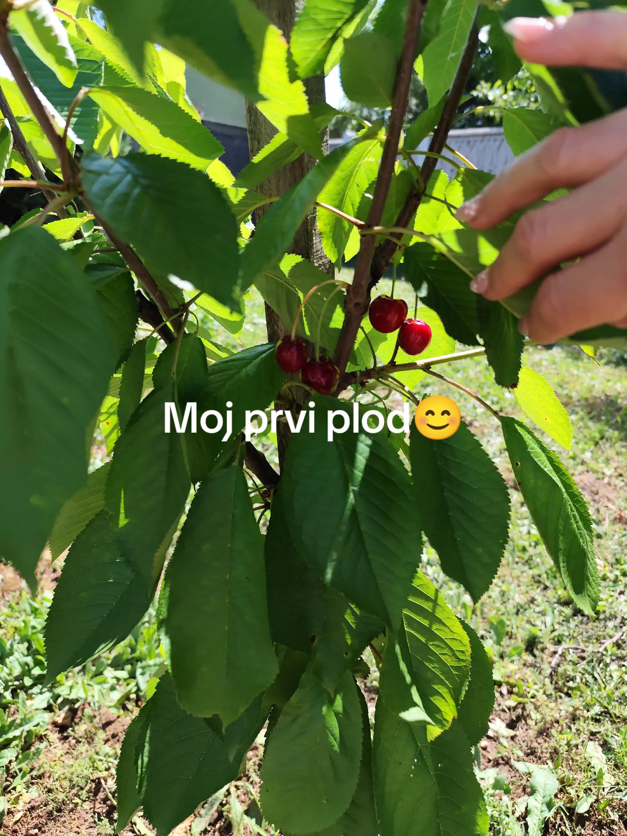 @Marina Stepanović