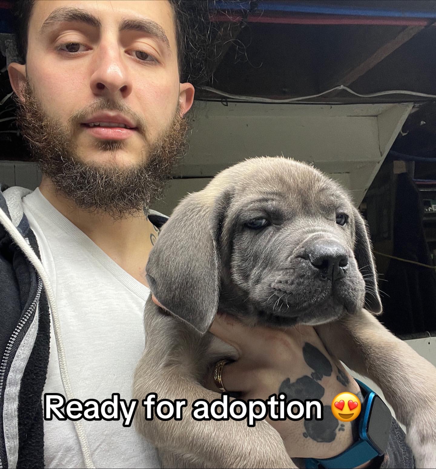 @CaneCorso