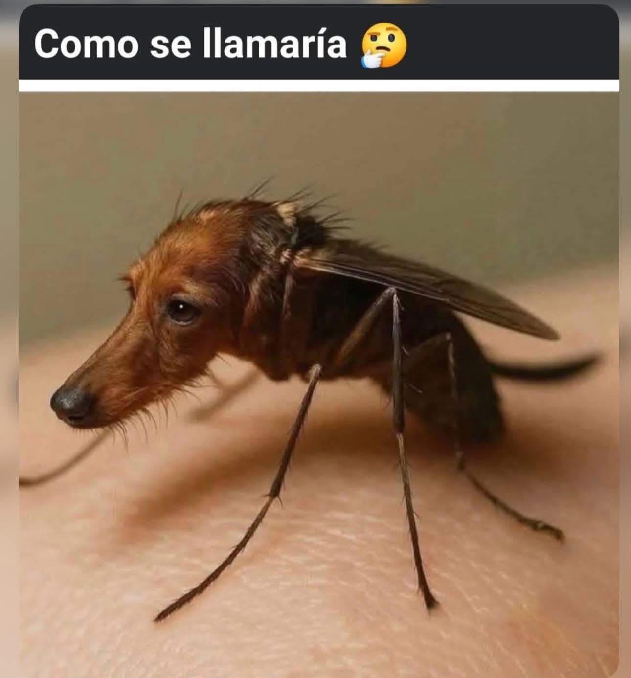 @Tomasitochum