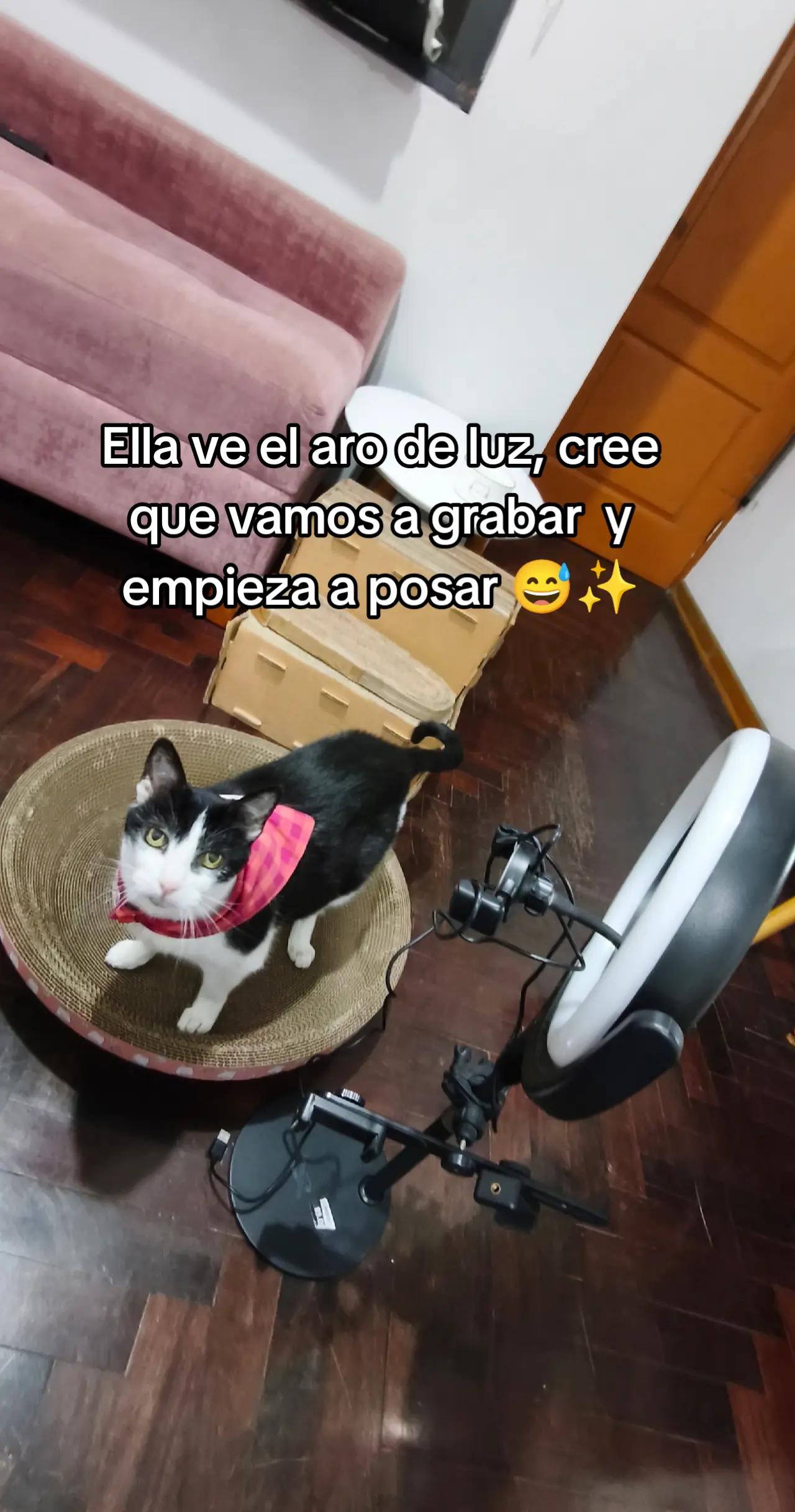 @Kiry Hols 🐈