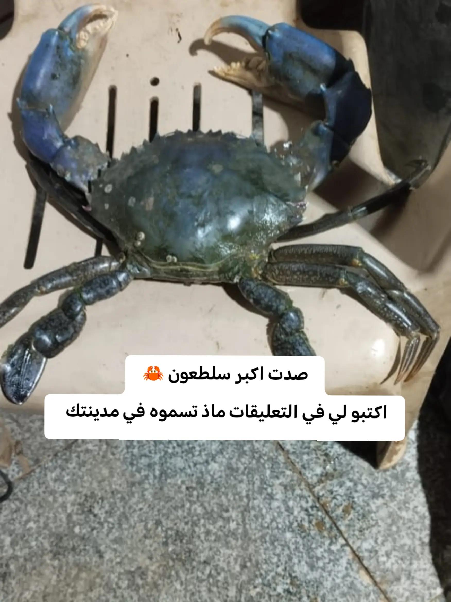 @صانع الابتسامة ☺️