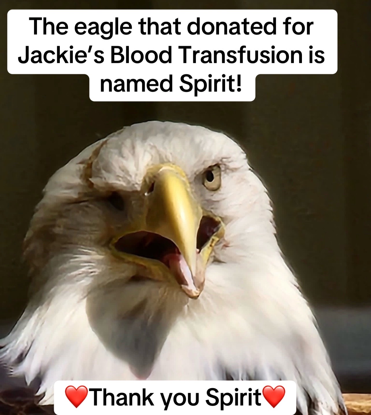 @🇺🇸 Just Joni 🇺🇸