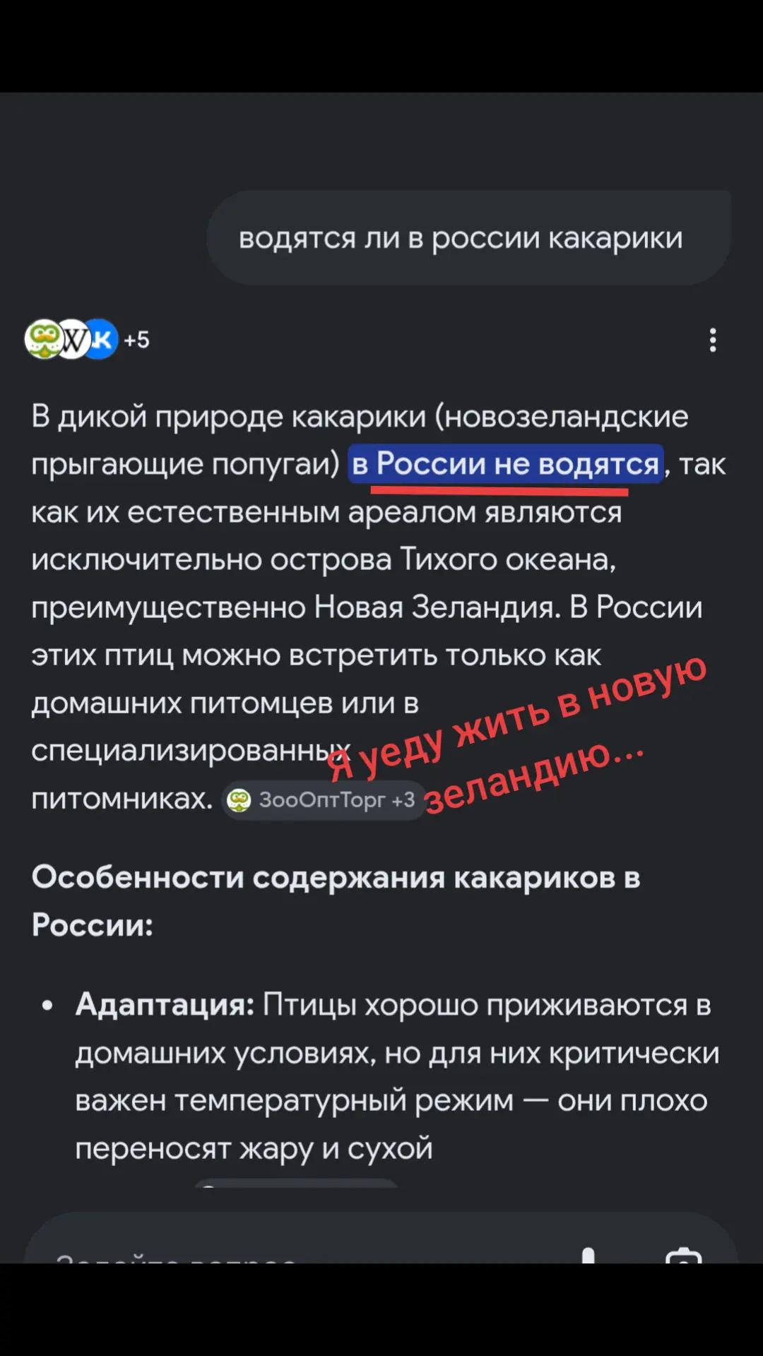 @кабачковый оладушек
