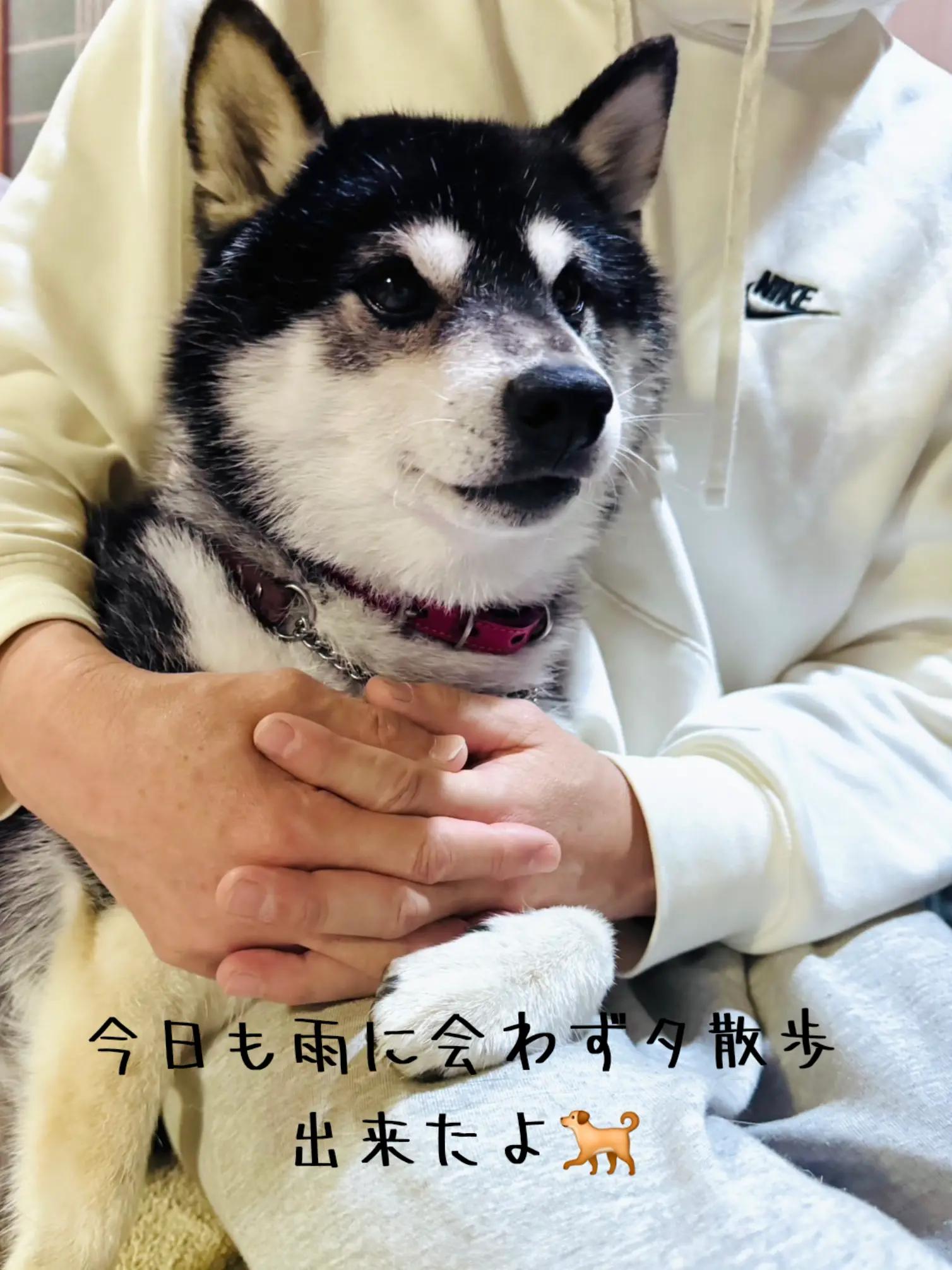 @111シンゴ