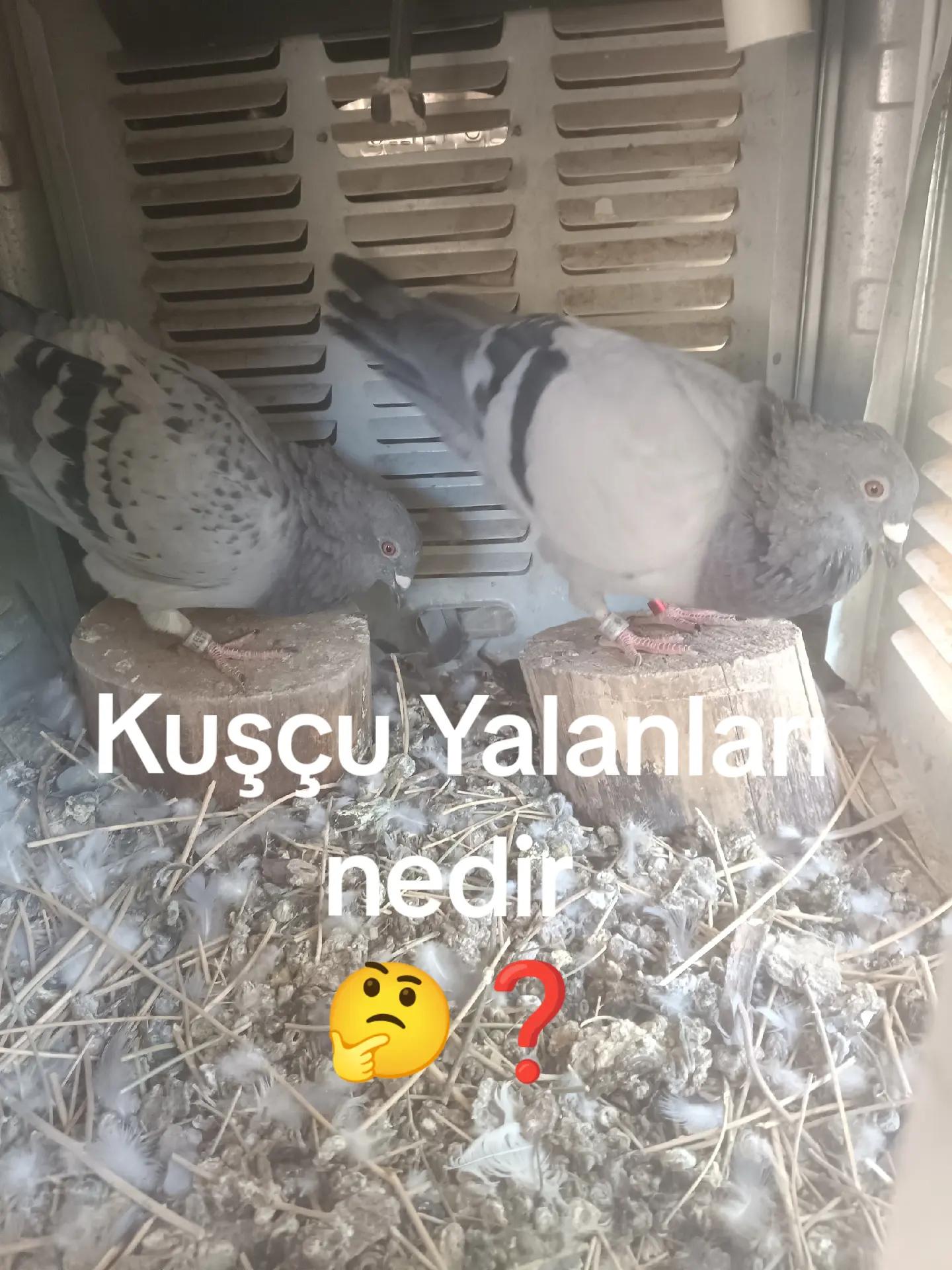 @YARIŞ POSTASI