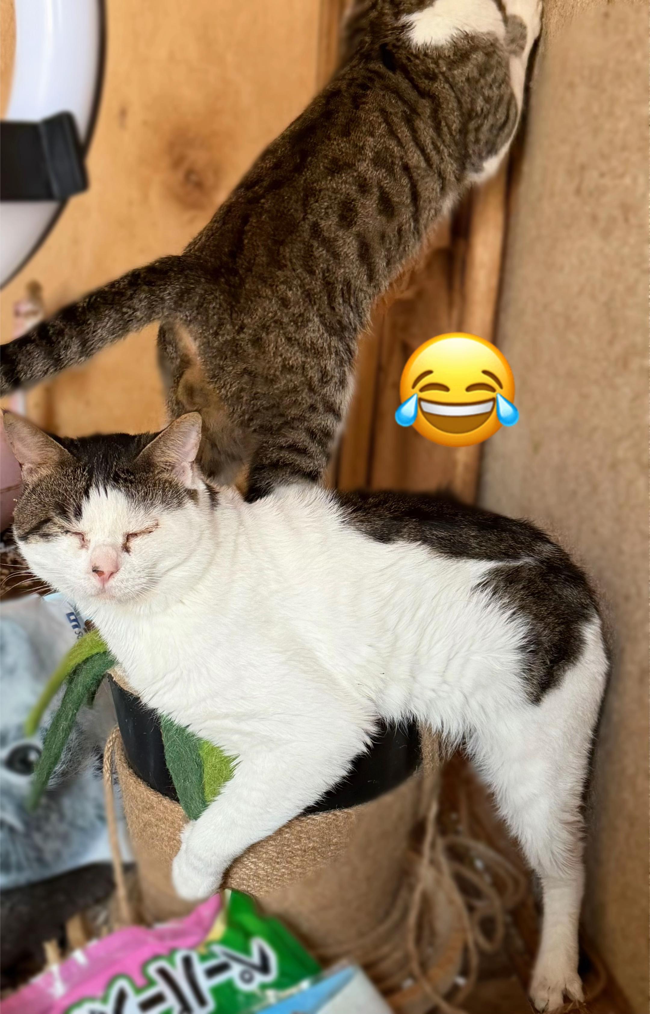 @𝓡𝓮𝓷🍯🐈