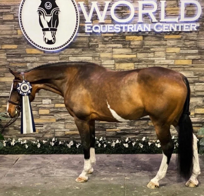 @.ktm.equestrian