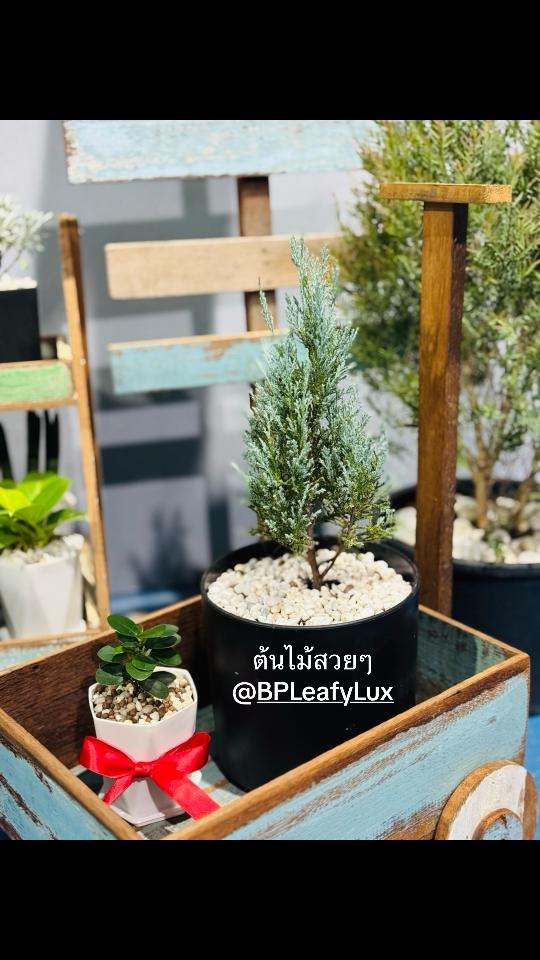 @ต๊อด ต๊อด