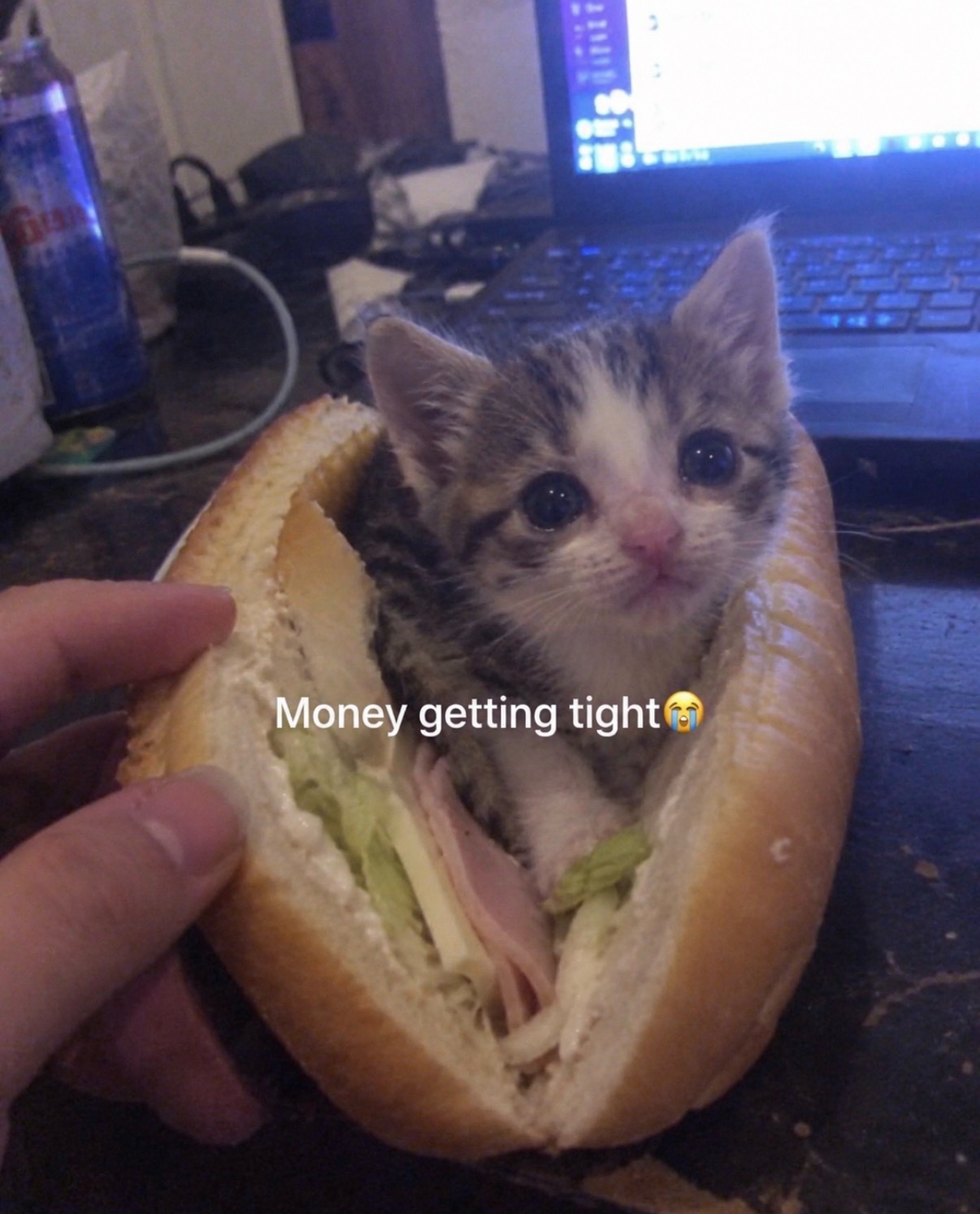 @cat memes