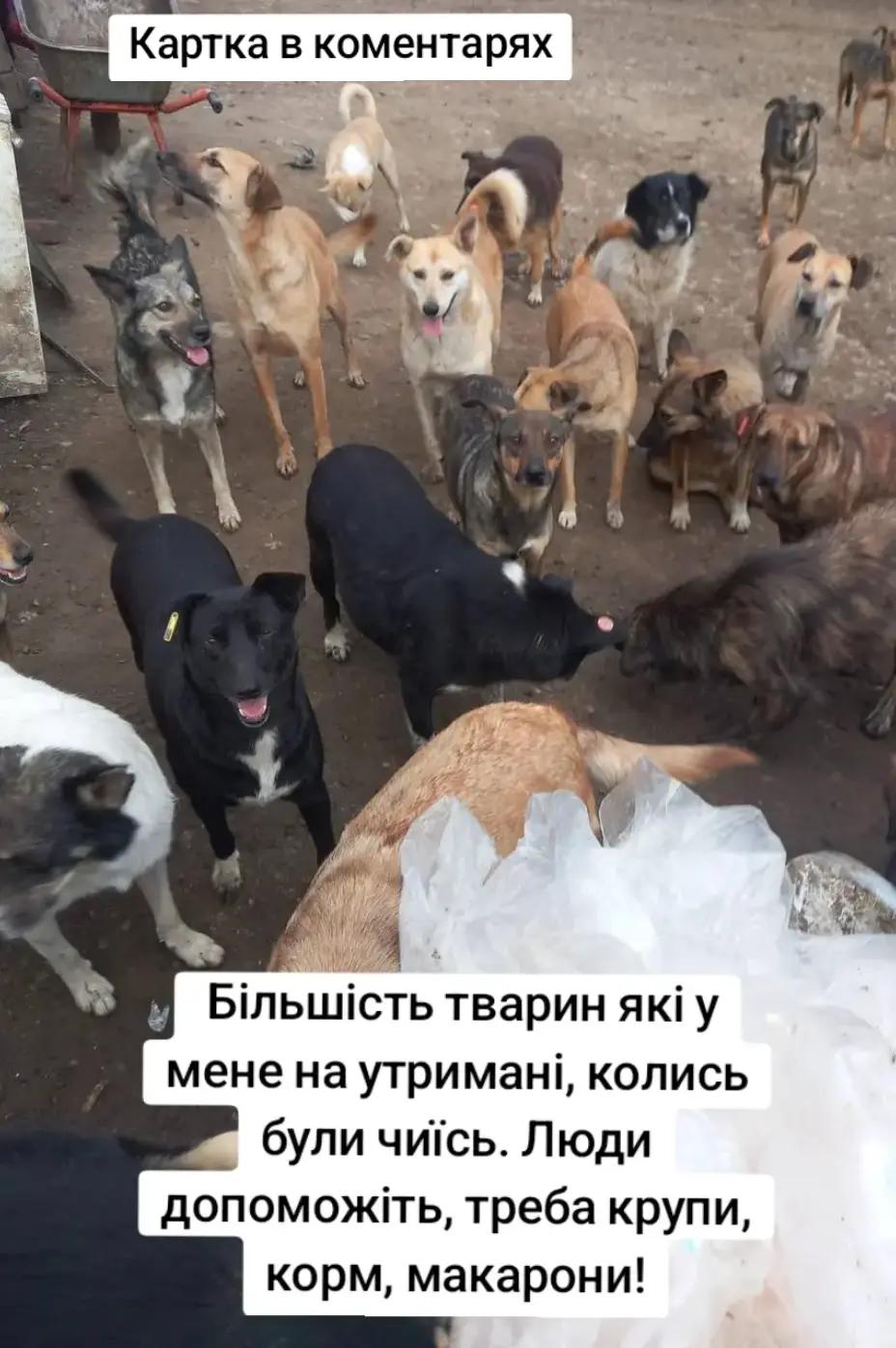 @tvarinkidobra
