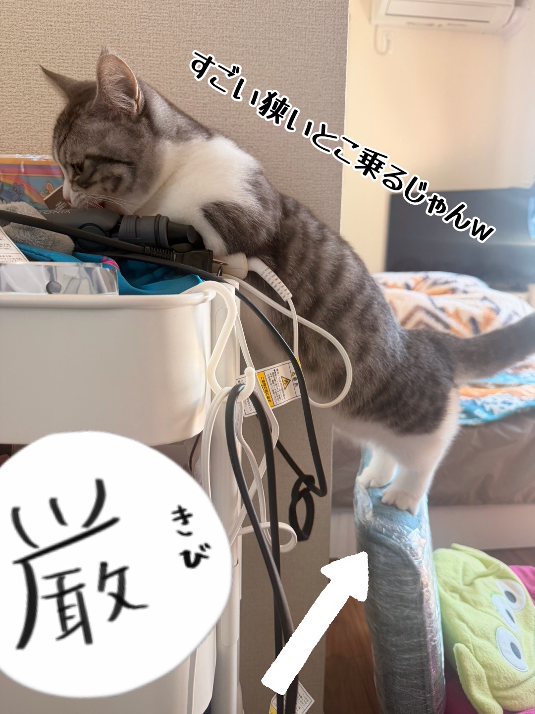@☆しじみ☆マンチカン