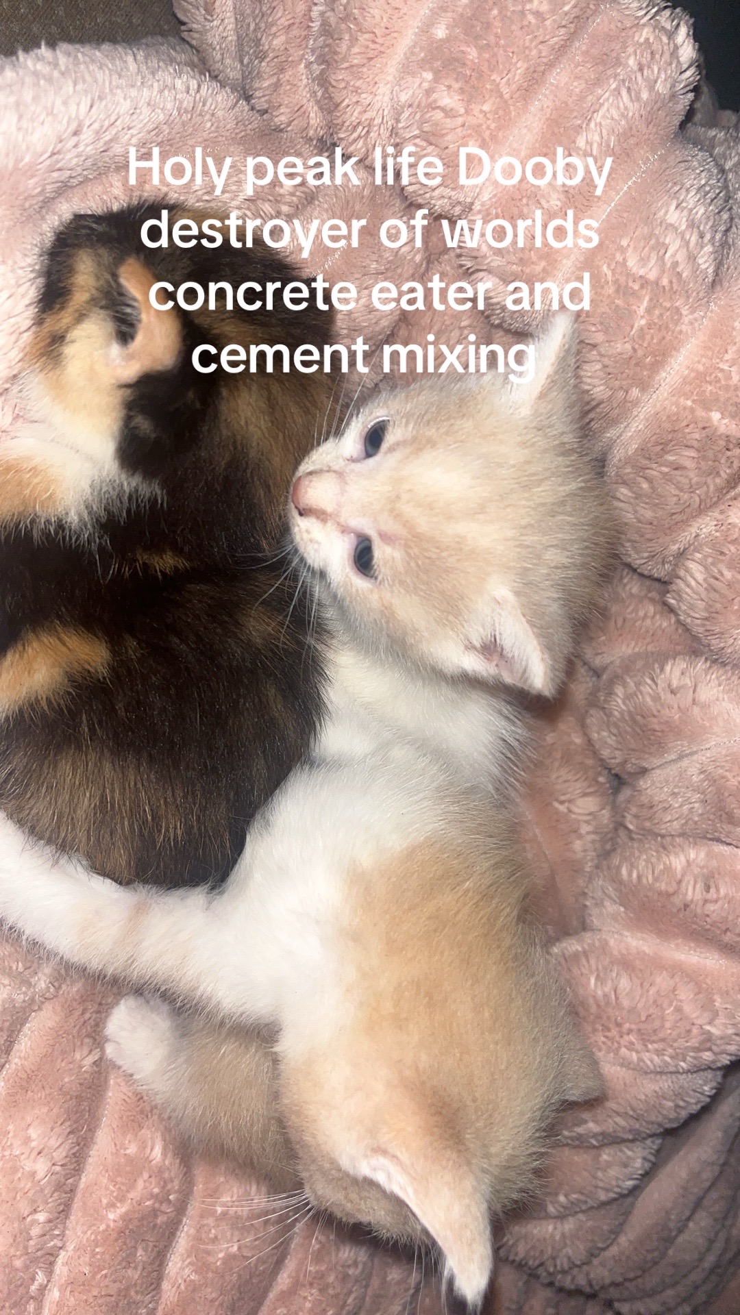 @kittencattuff