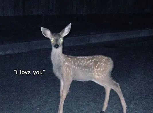 @⚞^. .^⚟ 𝑦𝑢𝑧𝑢 ⋆🐾°