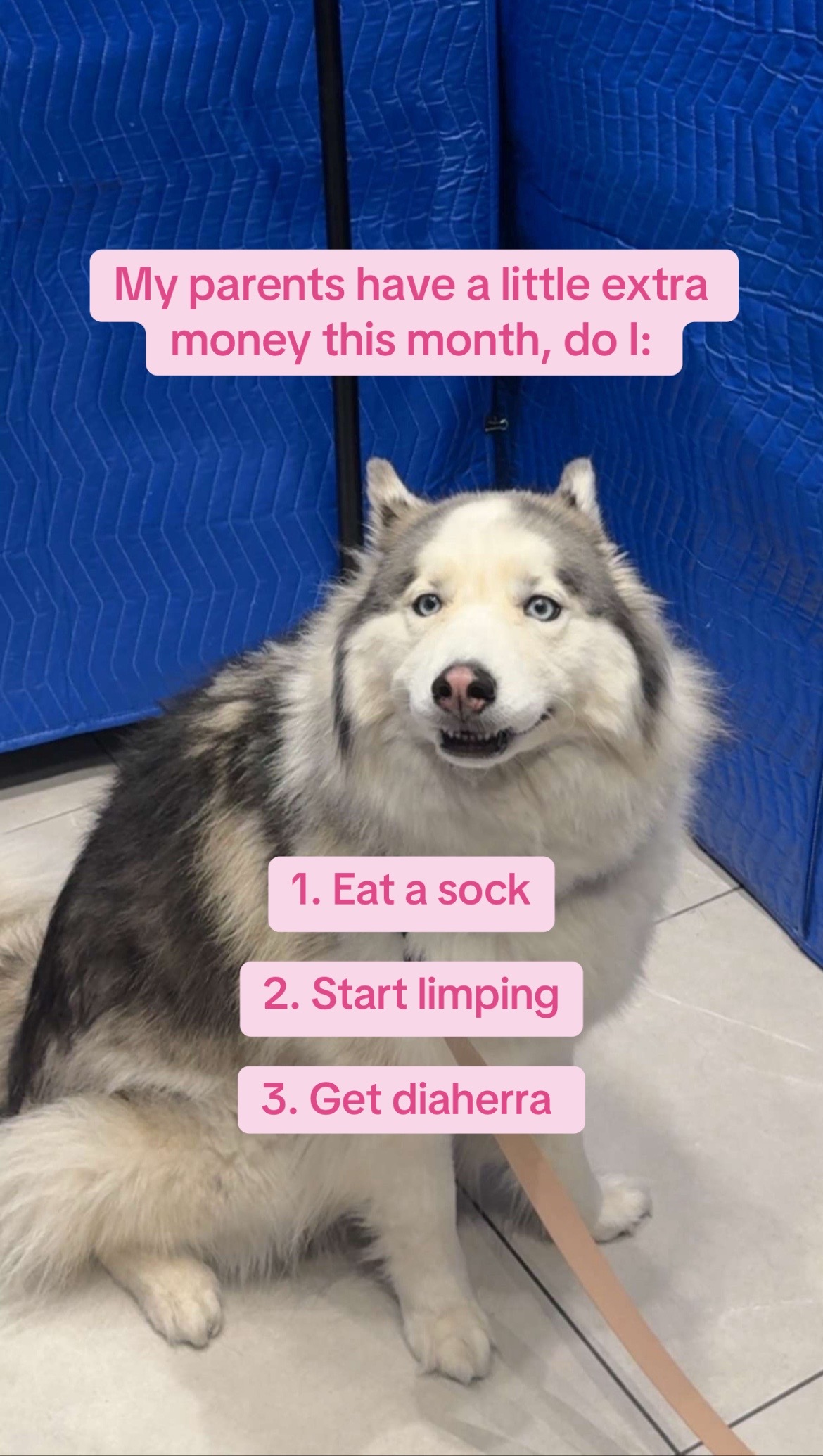 @Winnie & Wookie🐾