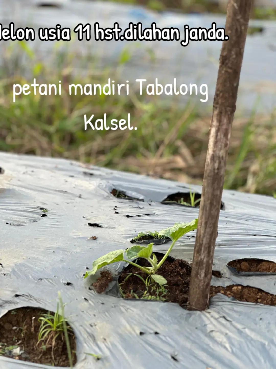@SURYA TANI