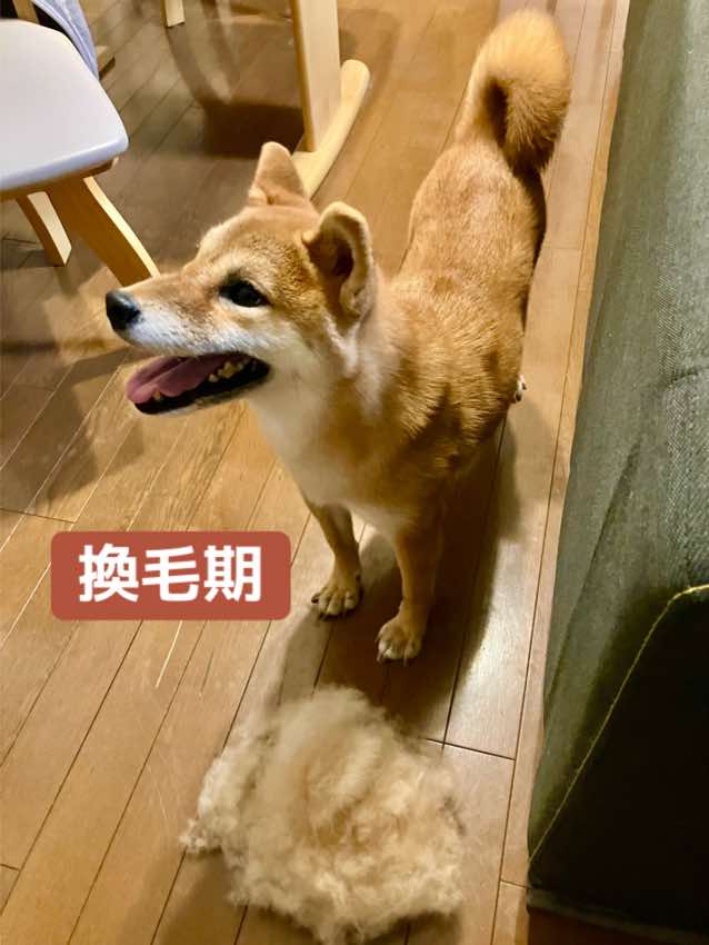 @Mameshiba🐕🐕H.A🍀💐