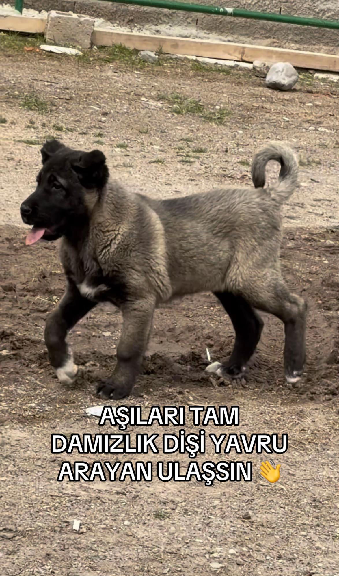 @Efe’nin KaraAslanları