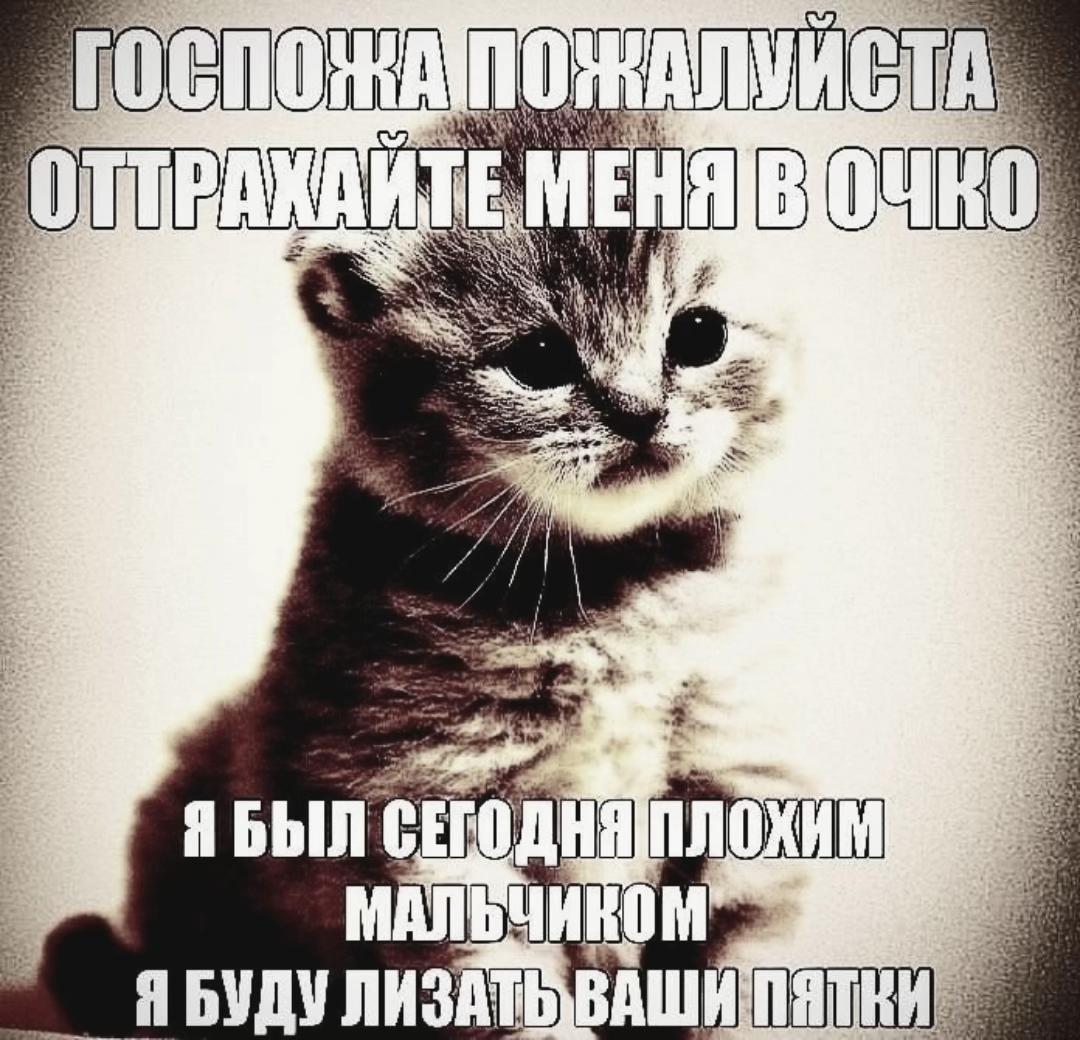 @hikka