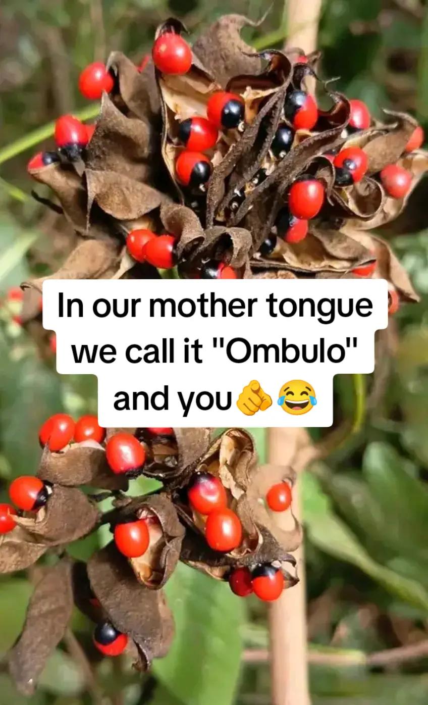 @🐙🫅0ctopersDuduMbaya🇰🇪#🇨🇦