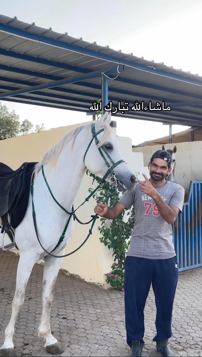 @Toly 🐎.