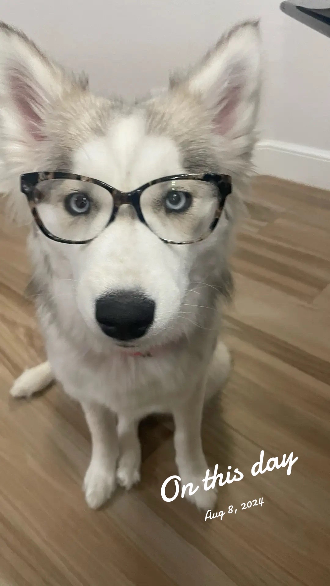 @lifewith2huskies