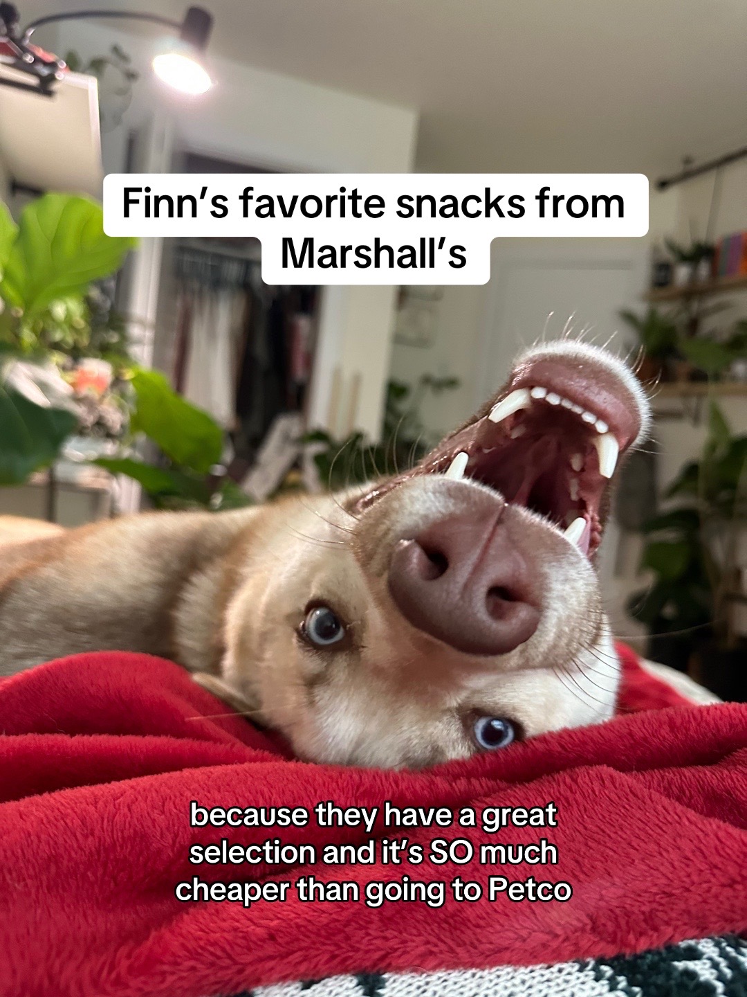 @Finn the Shepsky