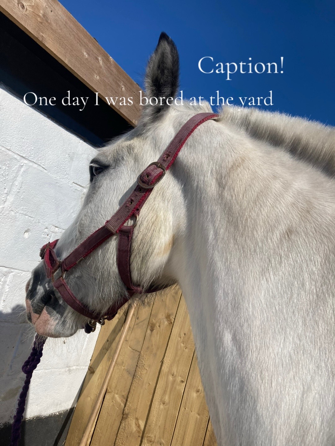 @horse