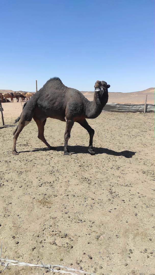 @ضعنا 🤪 يا 🤪جدي