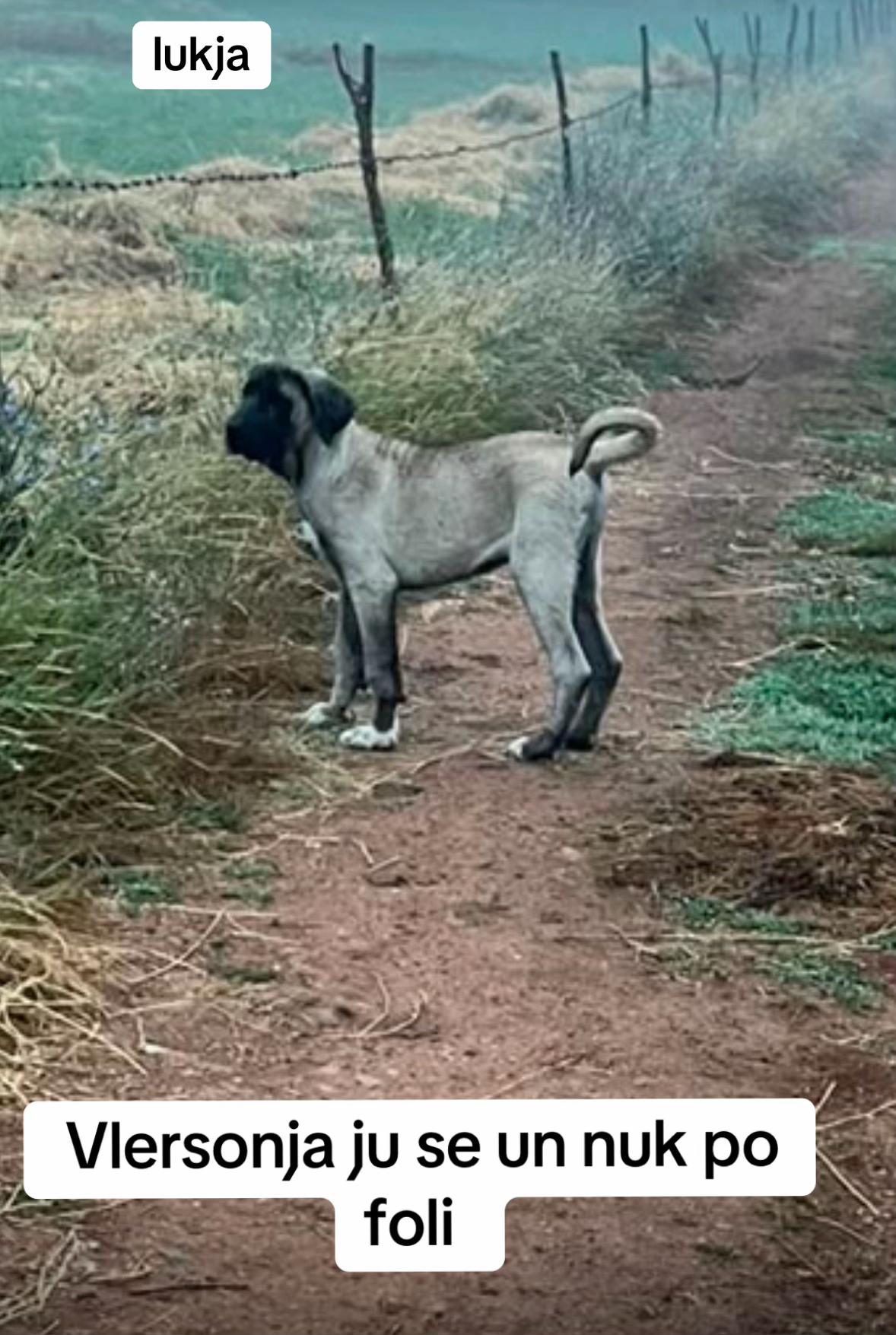 @Ferma _vellezrit _la&ccedil;i_ diber
