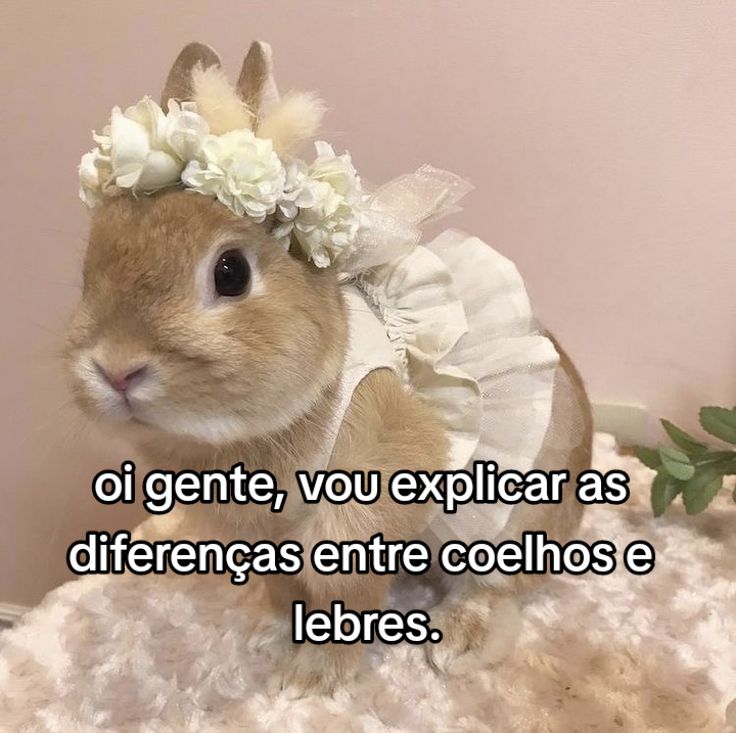 @🐇__Goldy__Miya__s2🐇