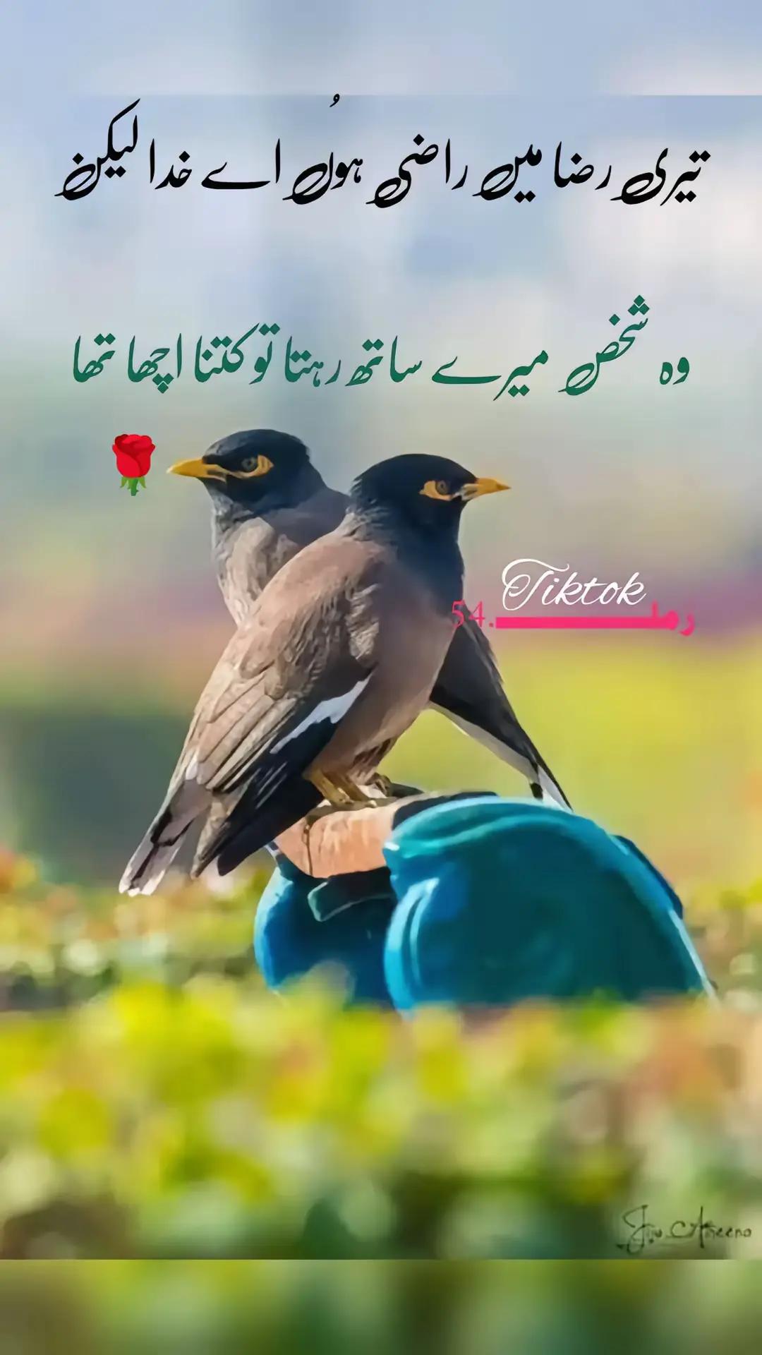@🍁ℂ𝕙૯ᥱෆส🍁