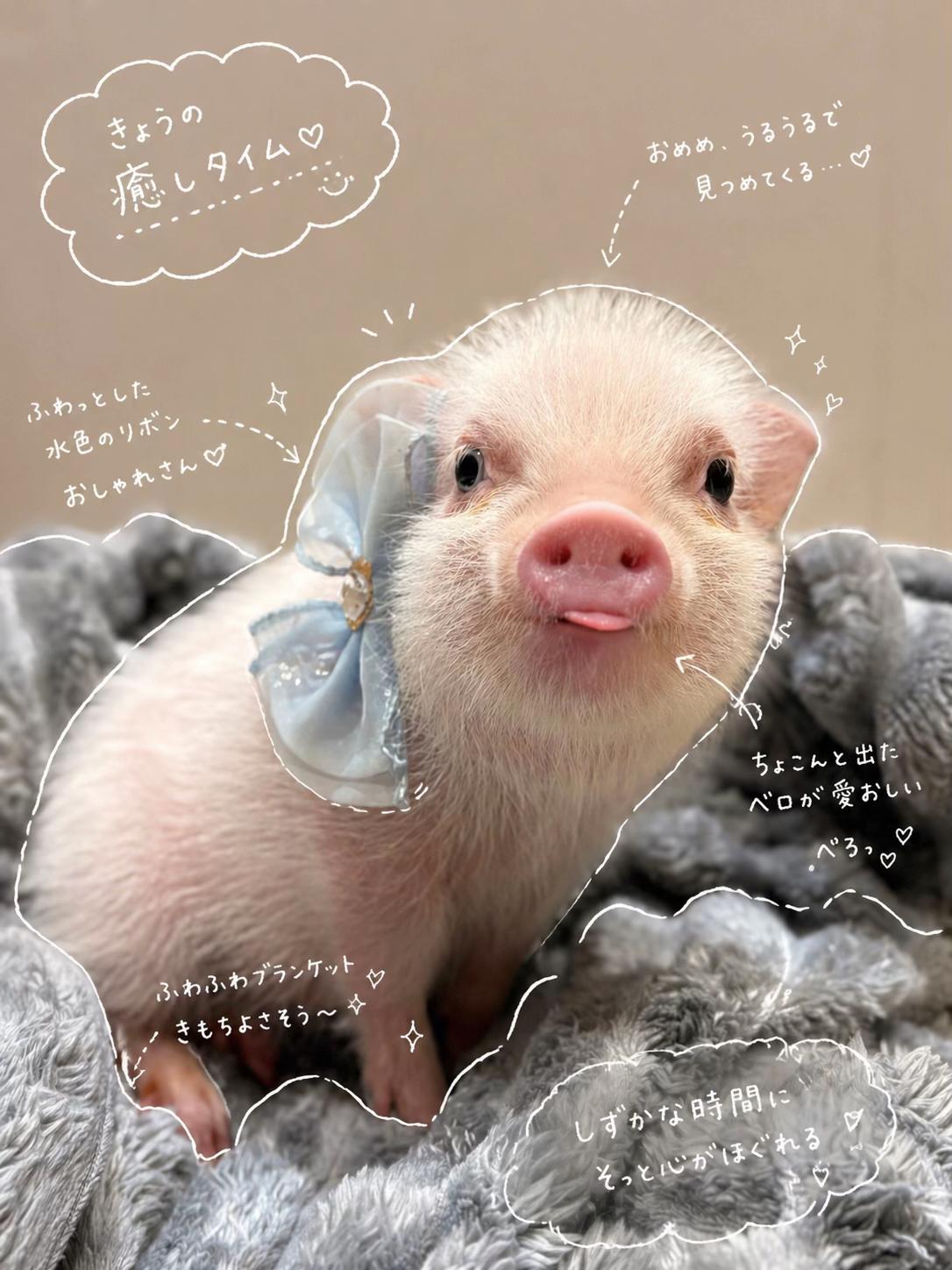 @pignic