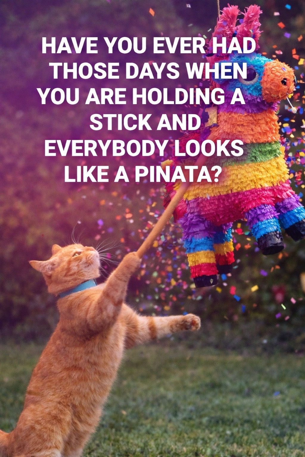 @Drew crazy cat guy