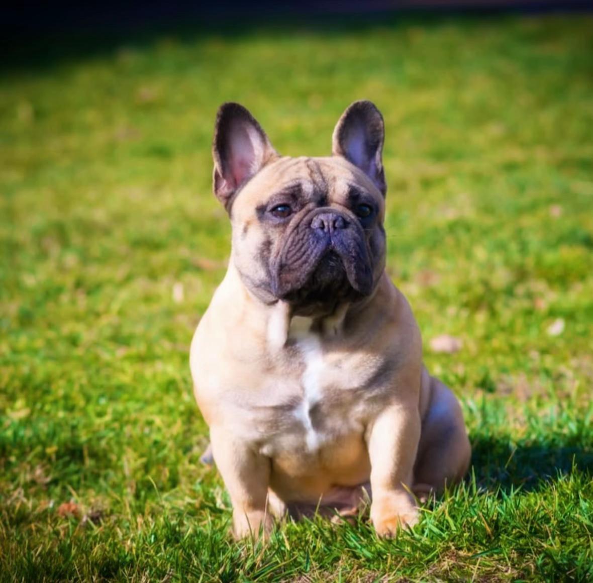 @Bosphorus Bulls French Bulldog