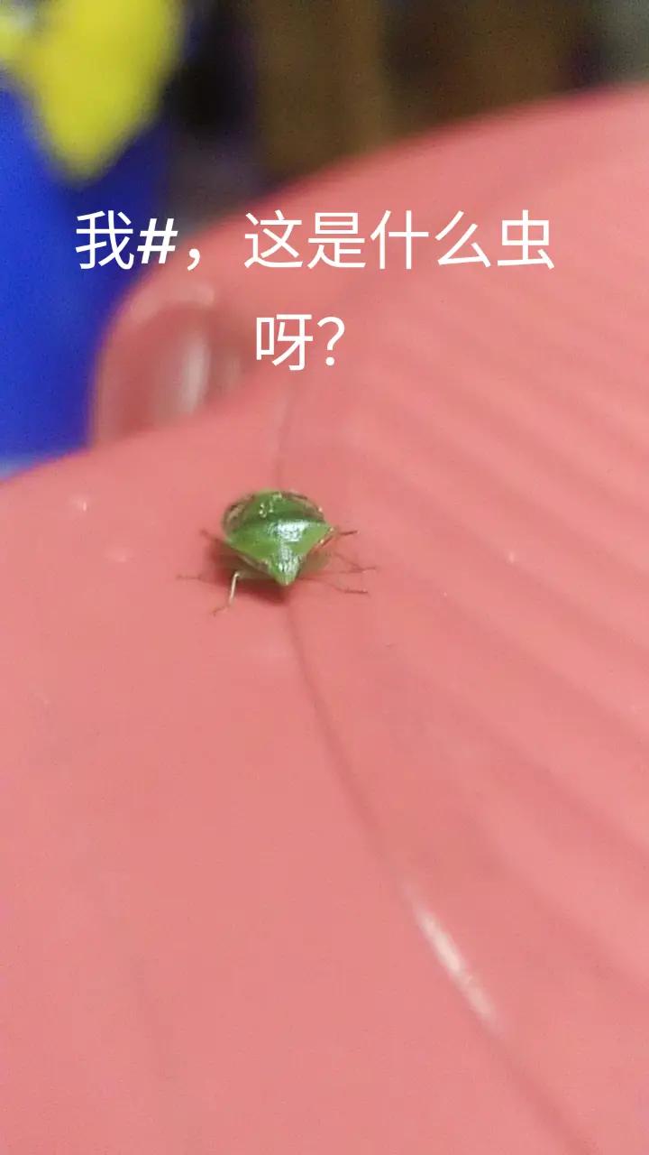 @陈明轩