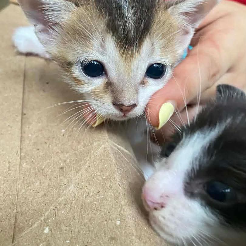 @MyanmarStreetAnimalProtection