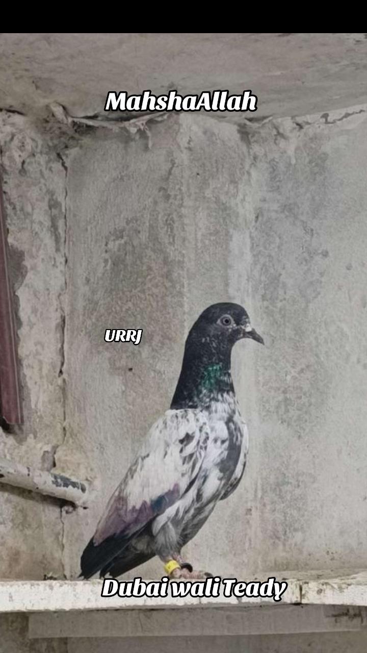 @Japani brother مل والی پارٹی