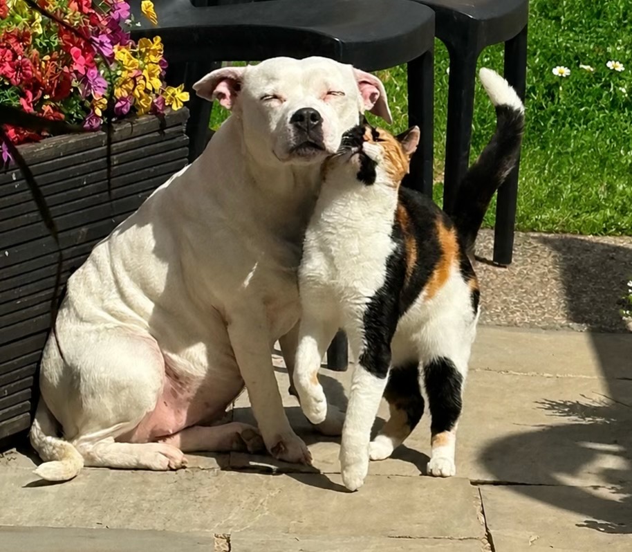 @Daisy the staffy 🌼