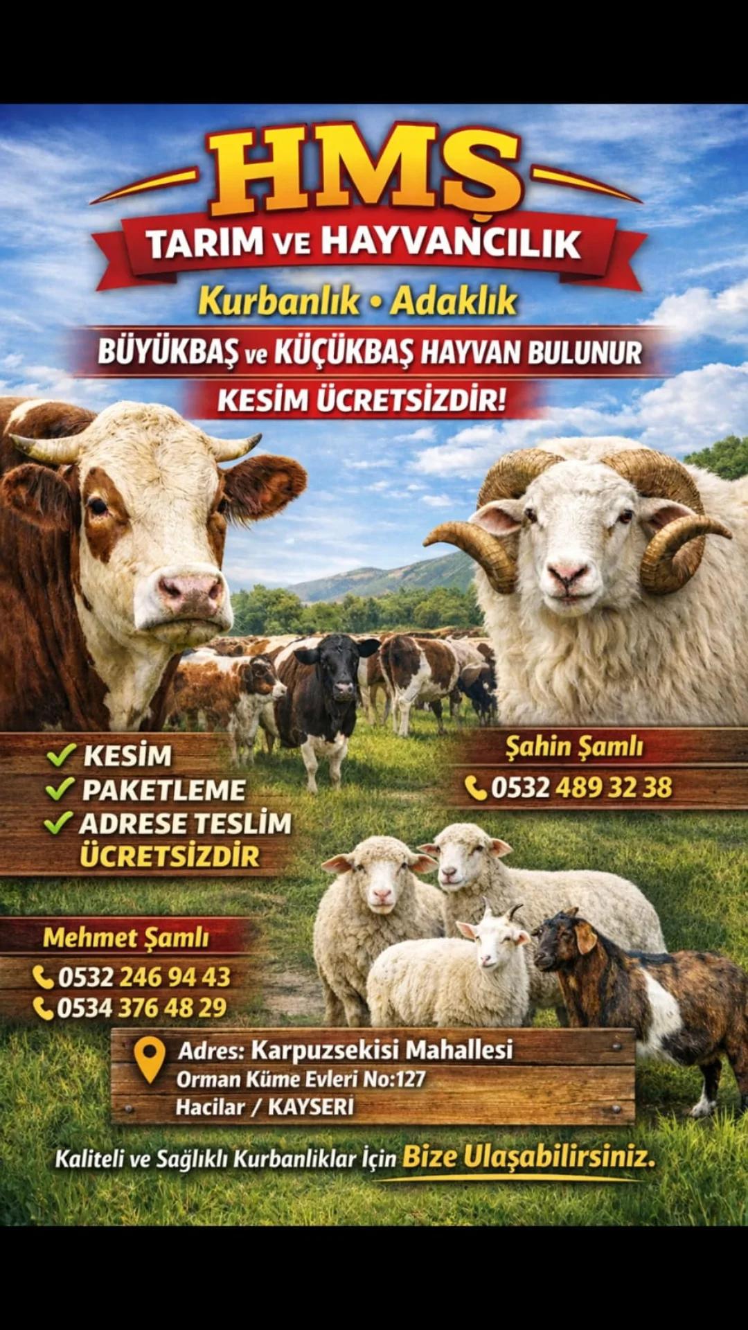 @Mehmet Şamlı