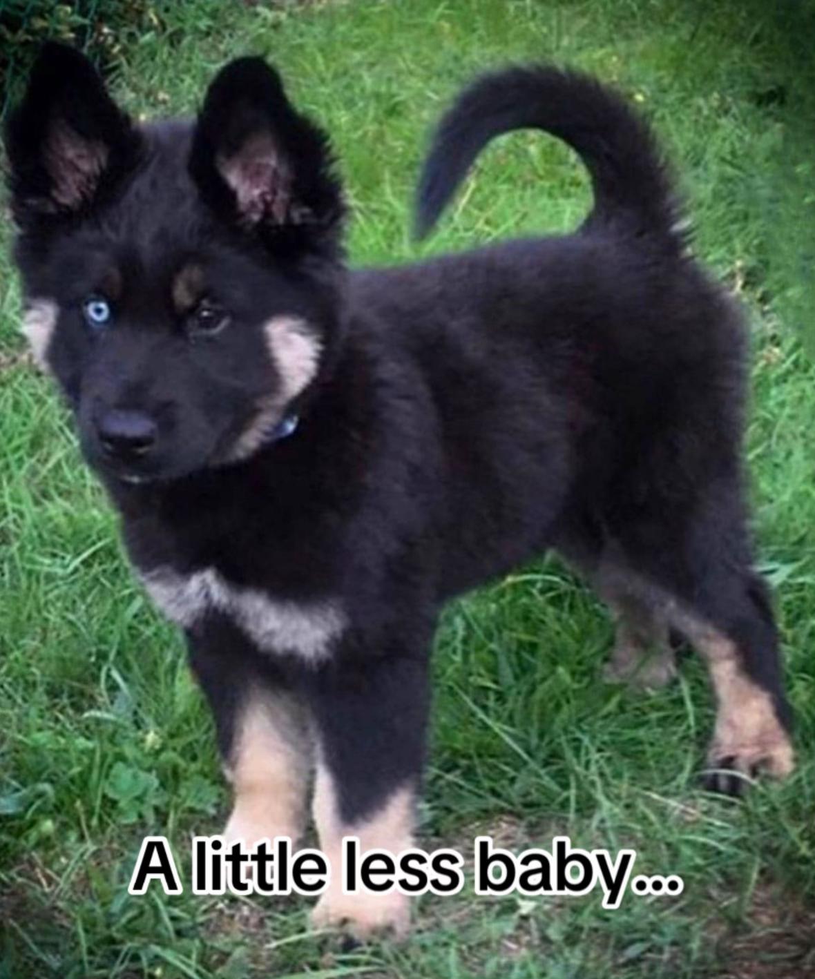 @Pawsome Fivesome