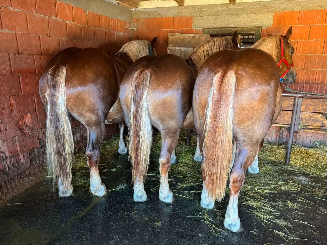 @🐴spartanu80🐴