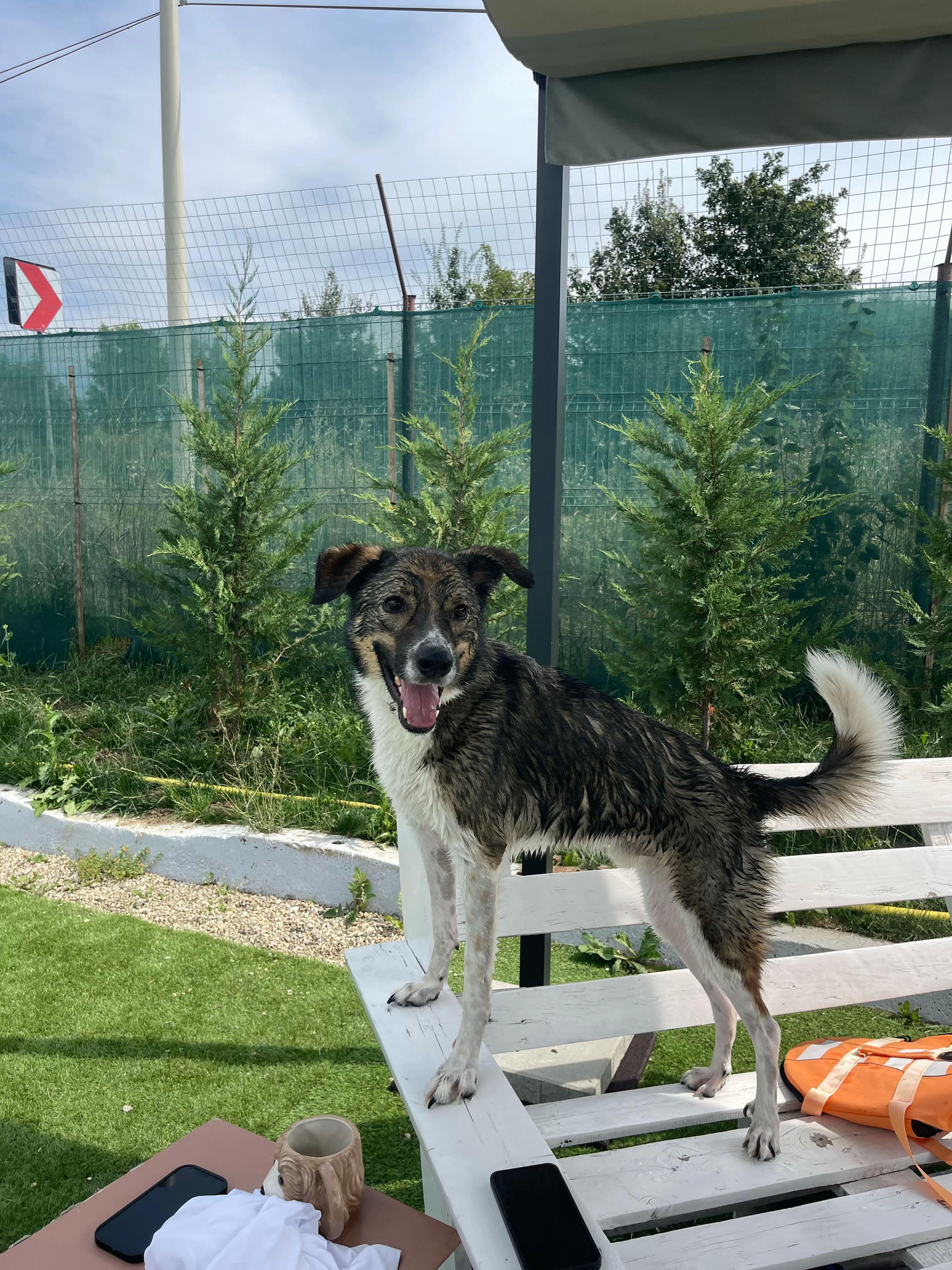 @Puppy Land Resort
