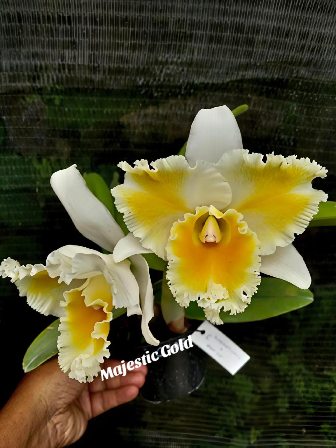 @Bani Orchid